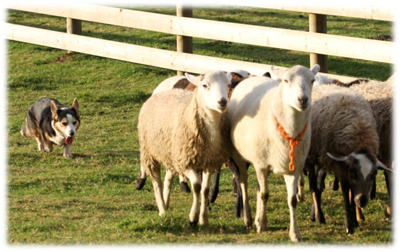 Beka-herding-sheep